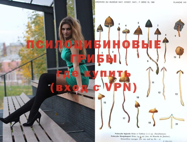 ПСИЛОЦИБИНОВЫЕ ГРИБЫ Осинники